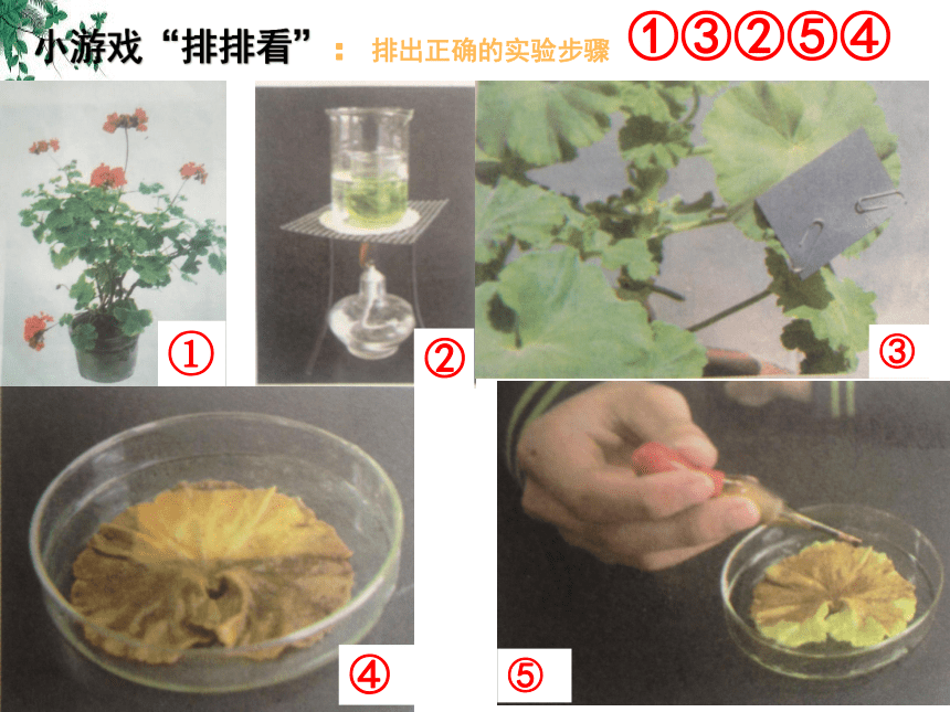 2.1.3 绿色植物的光合作用-2023-2024学年七年级生物上册同步精品课堂（济南版）(共28张PPT)