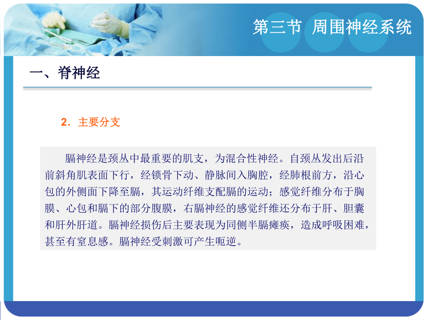 14.3周围神经系统 课件(共94张PPT)-《解剖学基础》同步教学（江苏大学出版社）