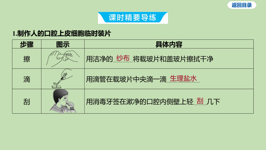 2.1.3 观察动物细胞课件（共21张PPT）2023-2024学年六年级生物鲁教版（五四学制）