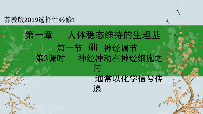 1.1 神经调节（第3课时）(共17张PPT)-2023-2024学年高二生物上册(苏教版2019选择性必修1)