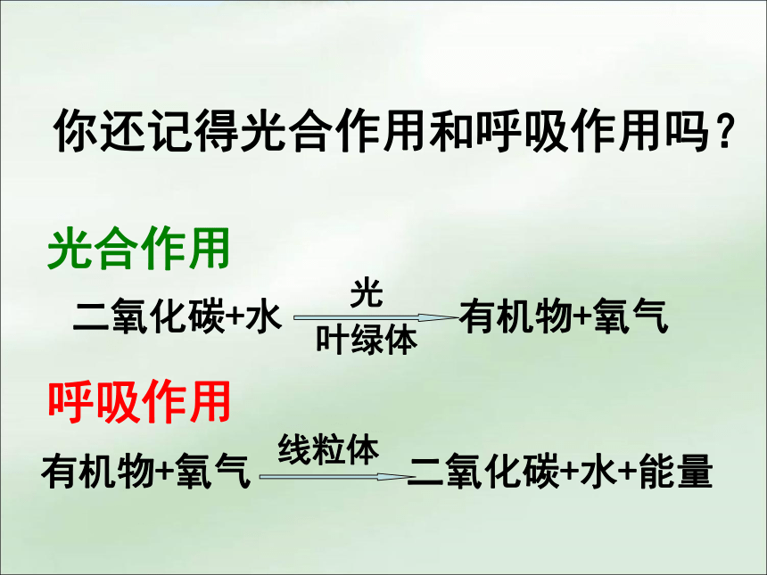 3.7.2 绿色植物与生物圈的物质循环课件（共26张PPT）苏教版七年级生物上册