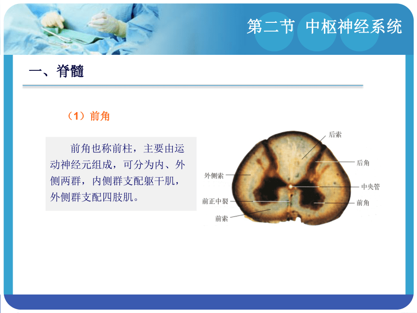 14.2中枢神经系统 课件(共153张PPT)-《解剖学基础》同步教学（江苏大学出版社）