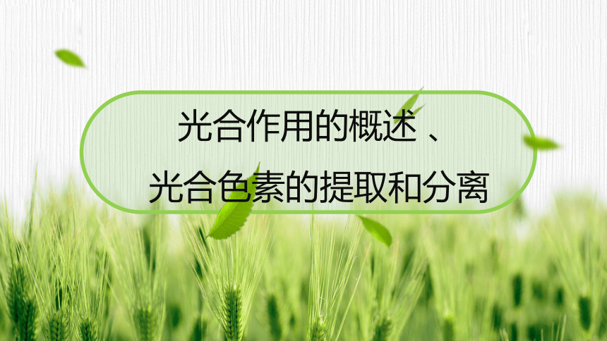 3.5.1 光合作用概述、光合色素的提取与分离  课件(共25张PPT) 2023-2024学年高一生物 浙教版（2019） 必修一