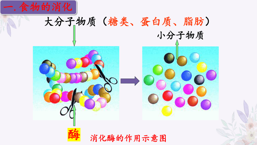 4.9.2 人体的消化与吸收（第二课时）-2023-2024学年七年级生物下册同步精品课堂（苏教版）(共31张PPT)