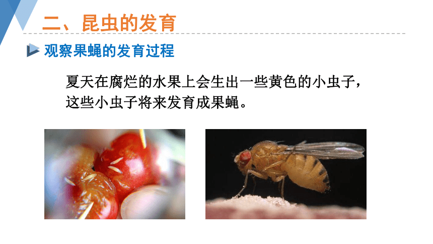 4.2.1 昆虫的生殖和发育 课件(共32张PPT)2023-2024学年济南版八年级生物上册