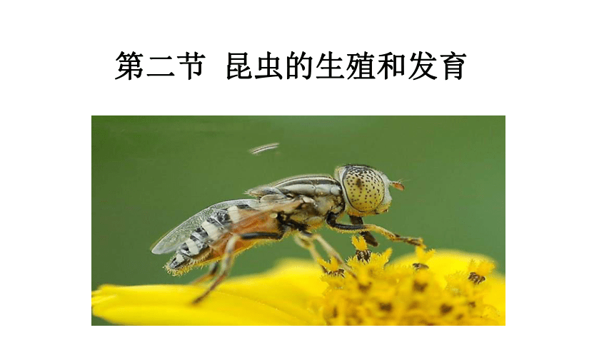 7.1.2昆虫的生殖和发育课件(共46张PPT)