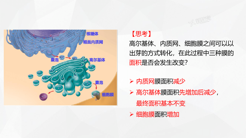 2.5 细胞在结构和功能上是一个统一整体  课件(共21张PPT) 2023-2024学年高一生物 浙教版（2019） 必修一