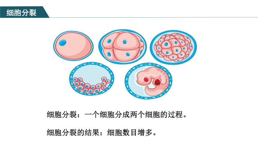 【核心素养目标】2.2.1《细胞通过分裂产生新细胞》课件(共31张PPT)