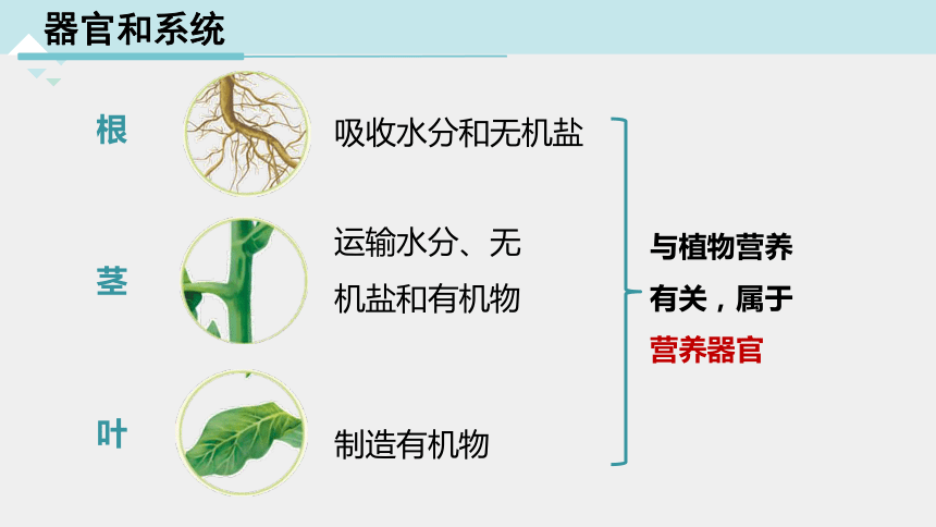 2.3 生物体的结构层次 第3课时（课件 21张ppt）