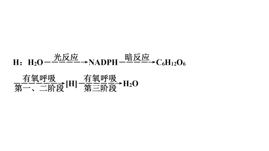 新人教高考生物学一轮复习素养加强课2　光合作用和细胞呼吸的综合(课件共82张PPT)