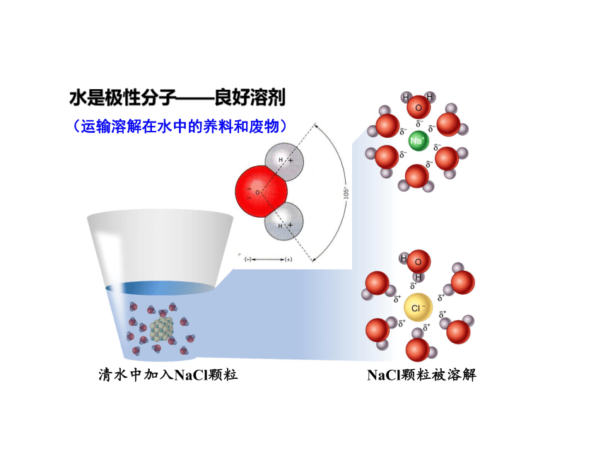 2.2 细胞中的无机物(课件共38张PPT)