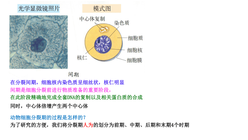 5.1 细胞通过分裂实现增殖(共29张PPT)-高一生物课件（沪科版2020必修1）
