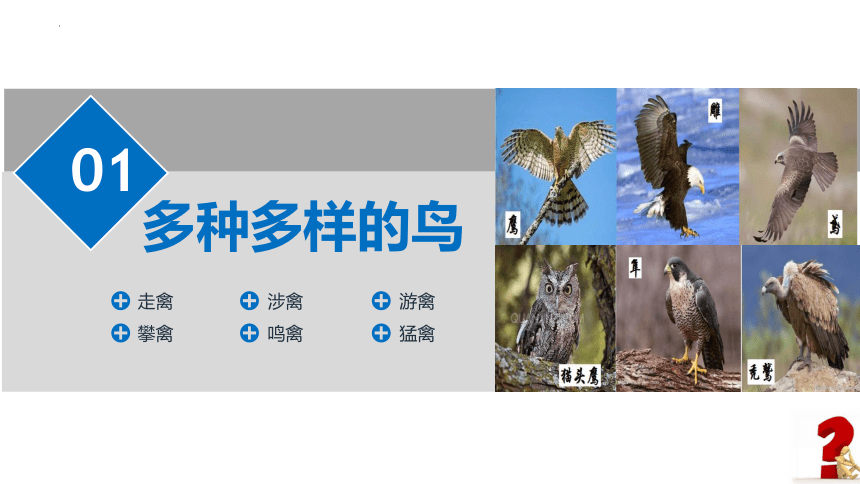 5.1.6 鸟 课件（共26张PPT） 人教版生物八年级上册