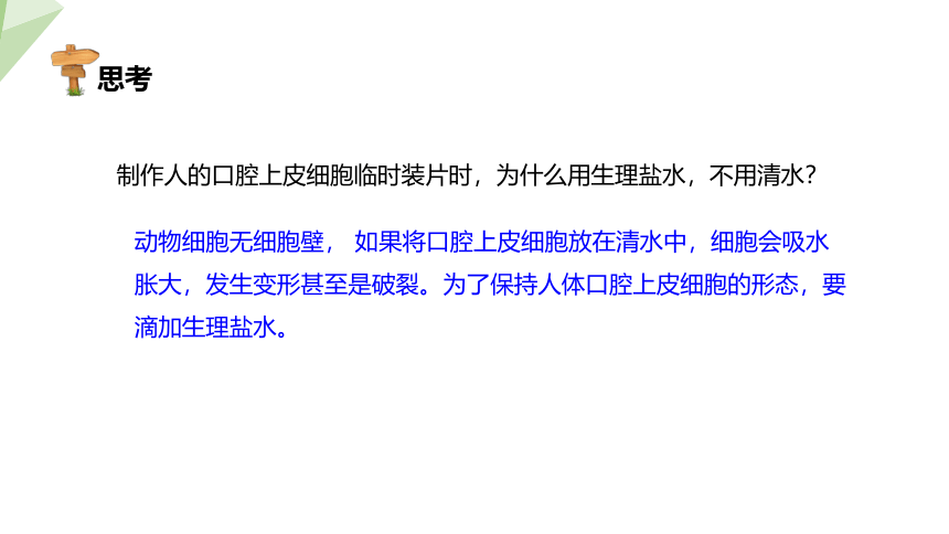 2.3.2 人和动物细胞的结构与功能 课件(共15张PPT) 2023-2024学年初中生物苏教版七年级上册