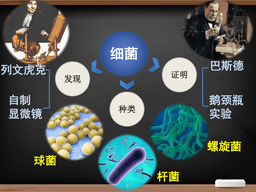 第5单元 生物圈中的其他生物——细菌真菌病毒复习课件(共22张PPT)2023--2024学年人教版生物八年级上册