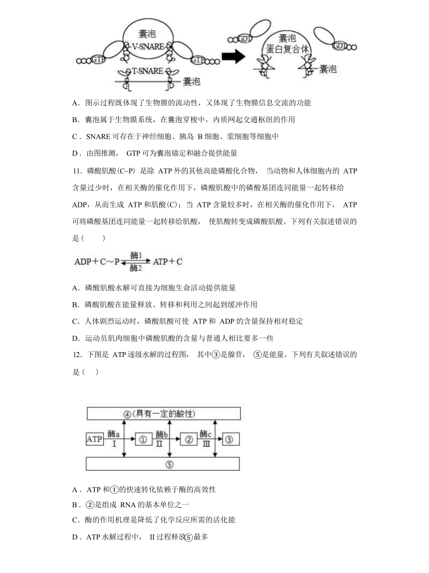 5.2  细胞的能量“货币”ATP 综合练习（有解析）  -高一生物学（人教版2019必修1）