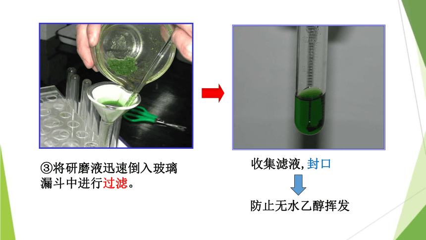 5.4 光合作用与能量转化课件(共51张PPT)2023-2024学年高一上学期生物人教版必修1