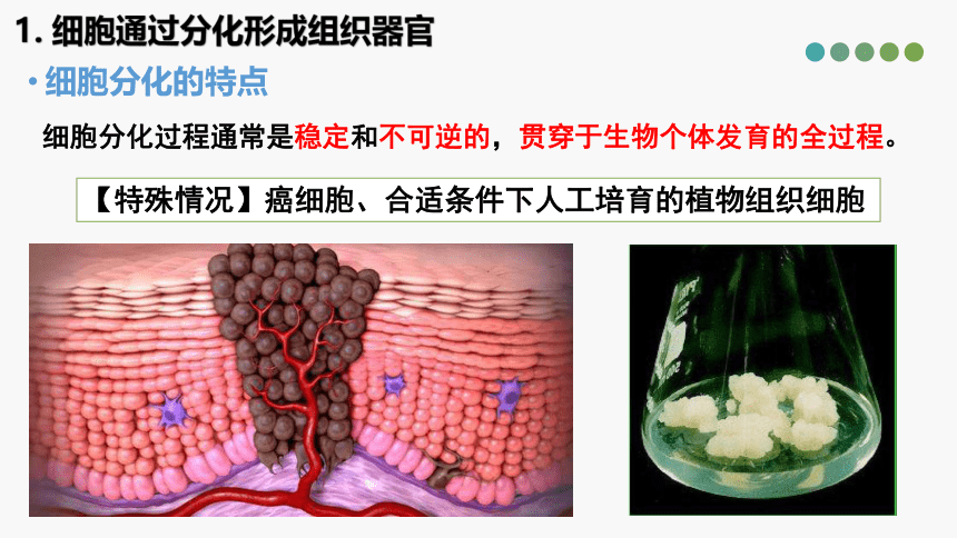 5.2 细胞通过分化形成多细胞(共18张PPT)生物体-高一生物学（沪科2020必修1）