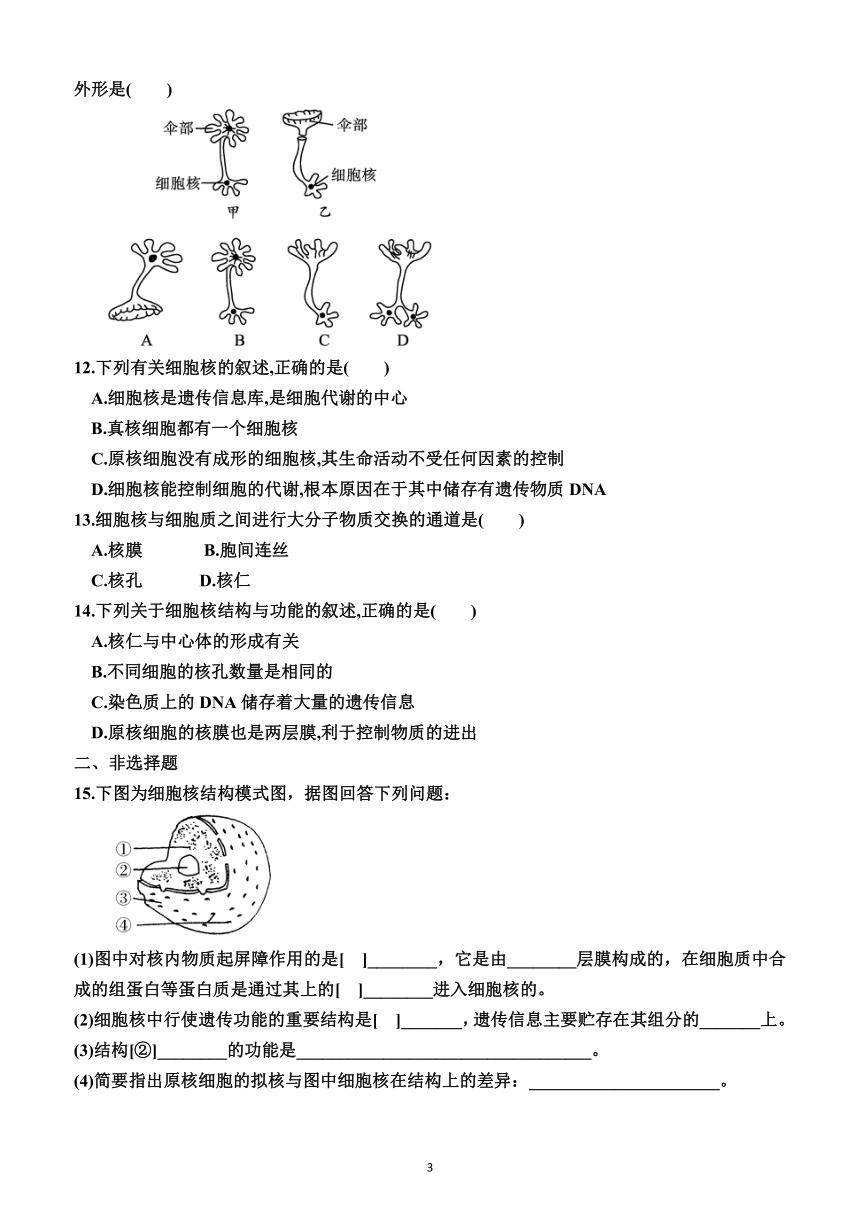 3.3  细胞核的结构和功能（同步训练）（附答案解析）——2023—2024学年人教版（2019）生物高一上学期必修1