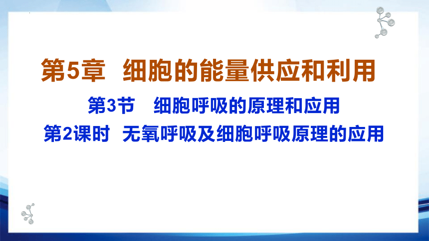 5.3.2 无氧呼吸及细胞呼吸原理的应用(共25张PPT)-高一生物课件（人教版2019必修1）