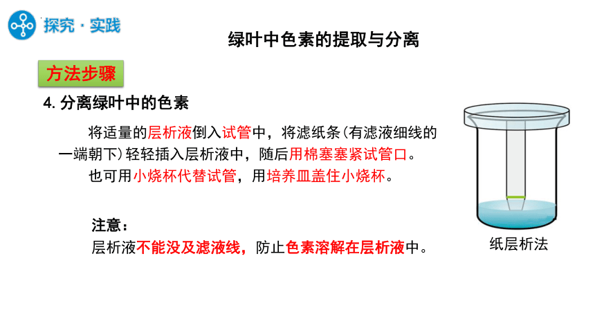 5.4.1捕获光能的色素和结构课件（第一课时）（共38张PPT ）-人教版（2019）必修1