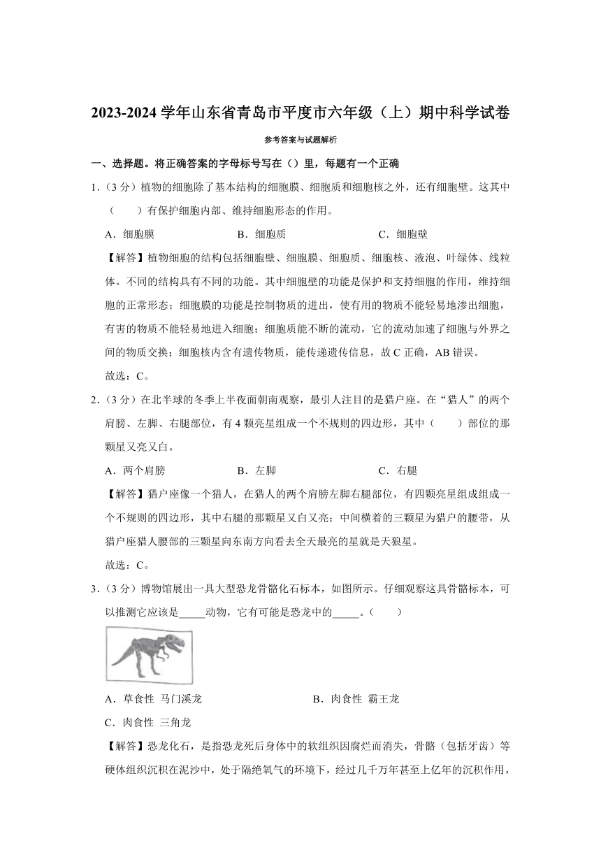 山东省青岛市平度市2023-2024学年六年级上学期期中科学试卷（含解析）