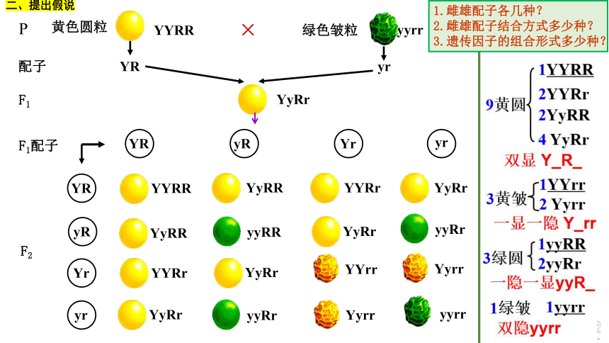 15 基因的自由组合定律(共33张PPT)-2024年高考生物一轮复习课件（新教材新高考）