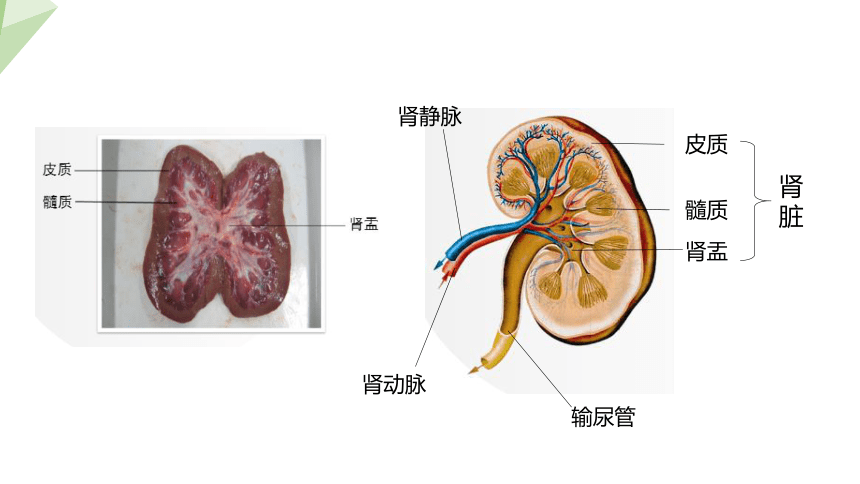 4.11.2 尿的形成与排出 课件（共24张PPT） 2023-2024学年初中生物北师版七年级下册