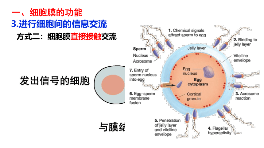 3.1细胞膜的结构和功能 课件(共53张PPT)