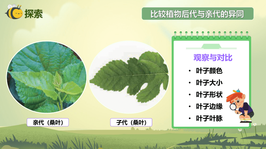 【新课标】2.3 形形色色的植物 课件（26张PPT）