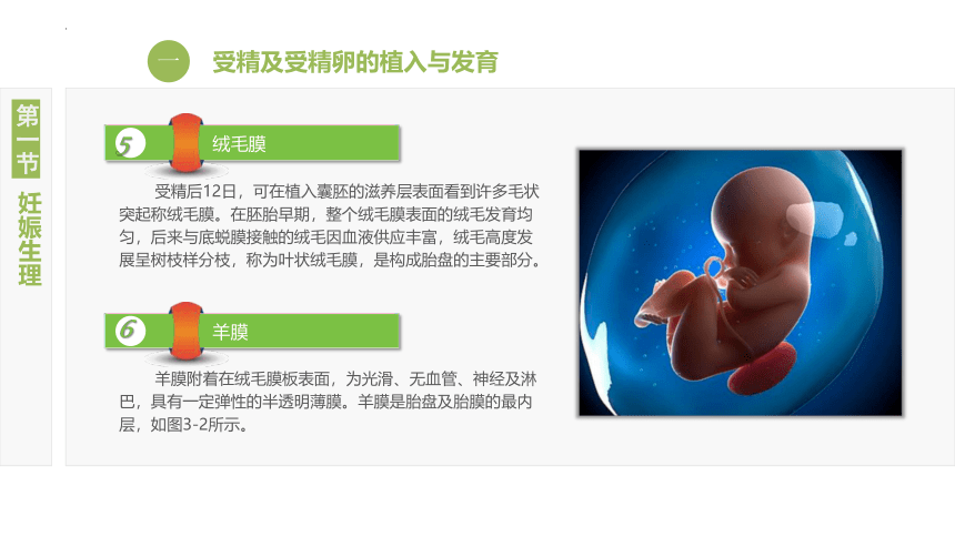 3.1妊娠生理 课件(共16张PPT)-《妇产科护理》同步教学（江苏大学出版社）