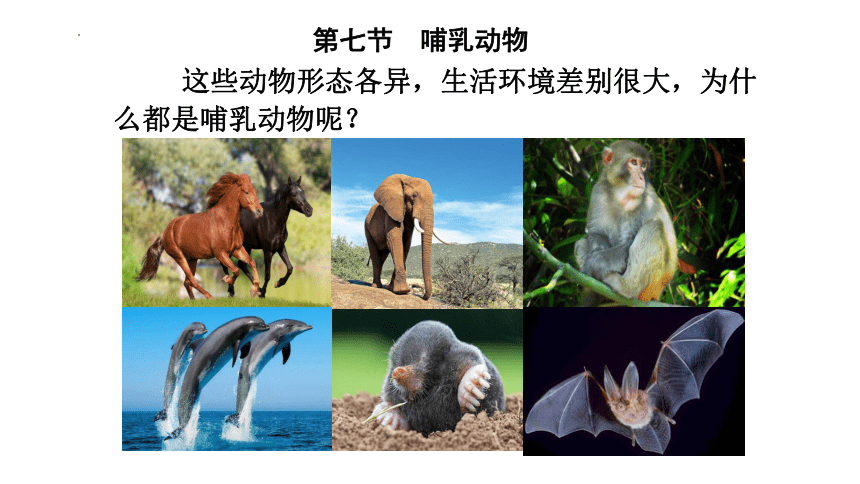 5.1.7  哺乳动物  课件（22张PPT）2023-2024学年人教版生物八年级上册