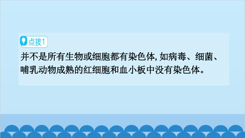 6.20.2性状遗传的物质基础课件(共27张PPT)北师大版生物八年级上册