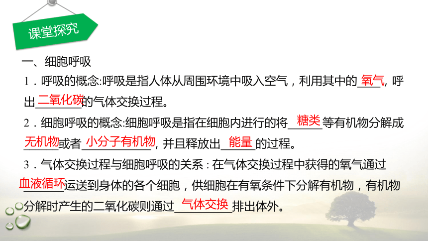 3.4.1 探究酵母菌的呼吸方式及需氧呼吸  课件(共22张PPT) 2023-2024学年高一生物 浙教版（2019） 必修一