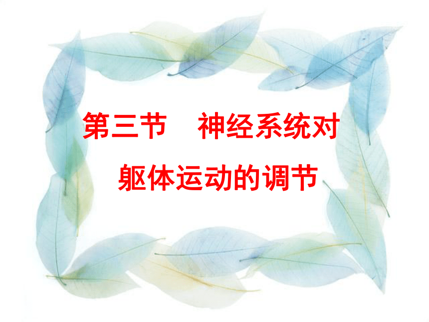 中职《生理学基础》（重庆大学版·2022）同步课件：10.3 神经系统对躯体运动的调节(共19张PPT)