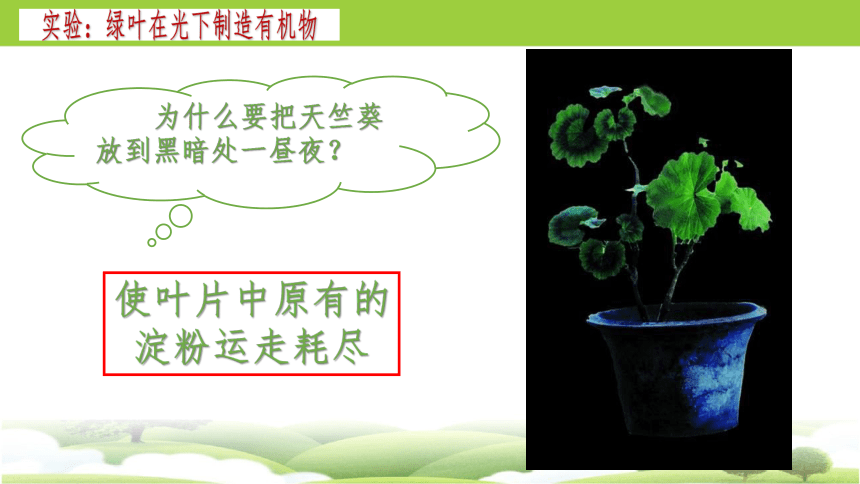 3.4 绿色植物是生物圈中有机物的制造者2023-2024学年七年级生物上册同步精品课件（人教版）(共30张PPT)