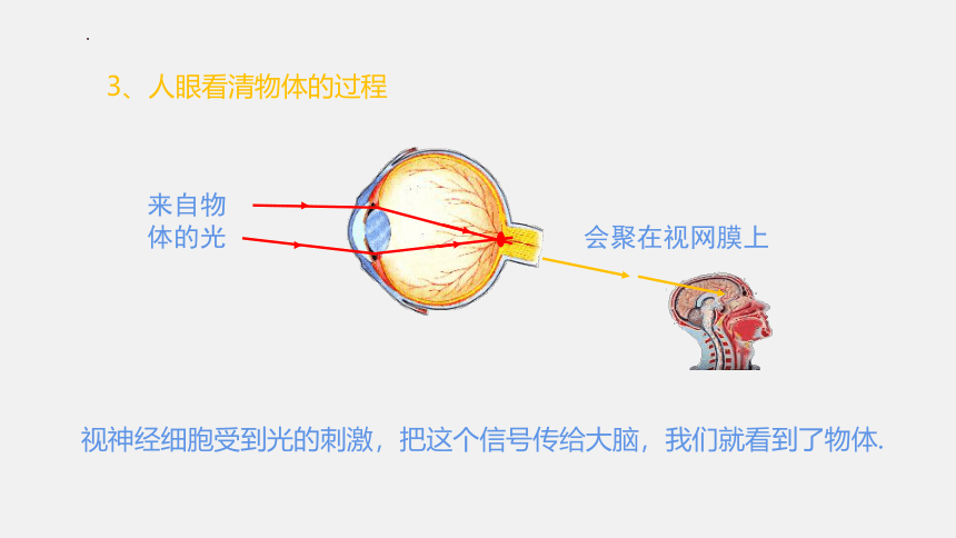 4.6《神奇的眼睛》课件 共2课时 (共48张PPT) 2022-2023学年沪科版八年级物理上学期