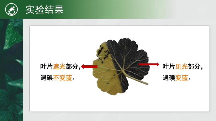 【核心素养目标】3.4《绿色植物是生物圈中有机物的制造者》课件(共24张PPT)