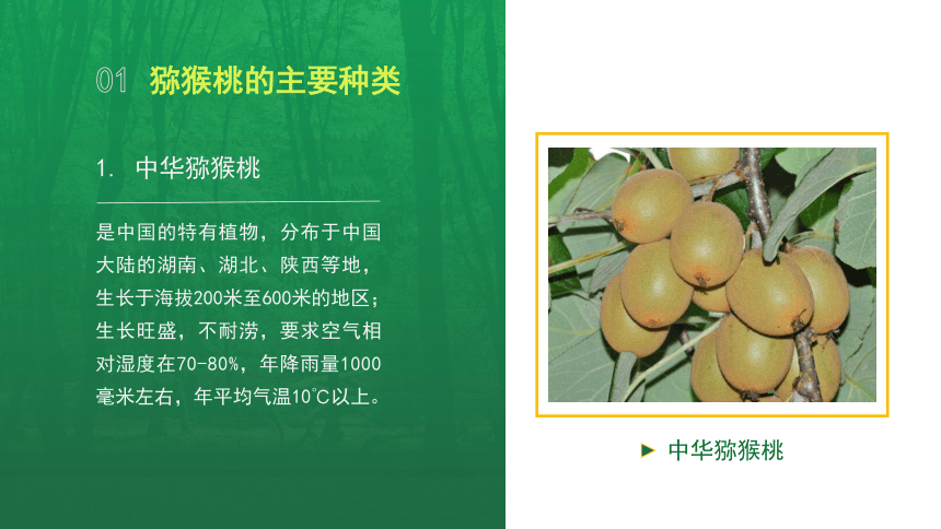 6.1.1猕猴桃主要种类及优良品种 课件(共13张PPT）-《果树生产技术》同步教学（中国农业出版社）