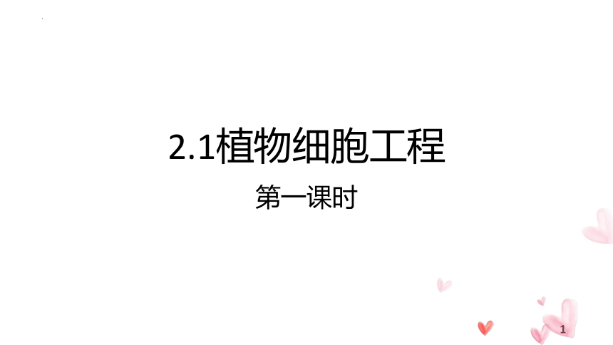 2.1植物细胞工程第一课时课件-(共18张PPT1份视频)人教版（2019）选择性必修3