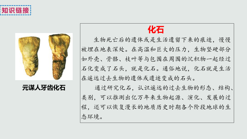 第1课 中国境内早期人类的代表——北京人  课件 （19张PPT）