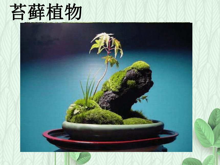 4.1.1 植物-植物的基本类群课件(共34张PPT) 沪教版生物第二册