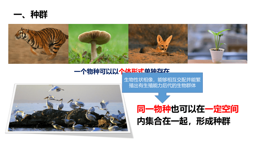 5.1种群和群落--华师大版初中科学七下同步课件