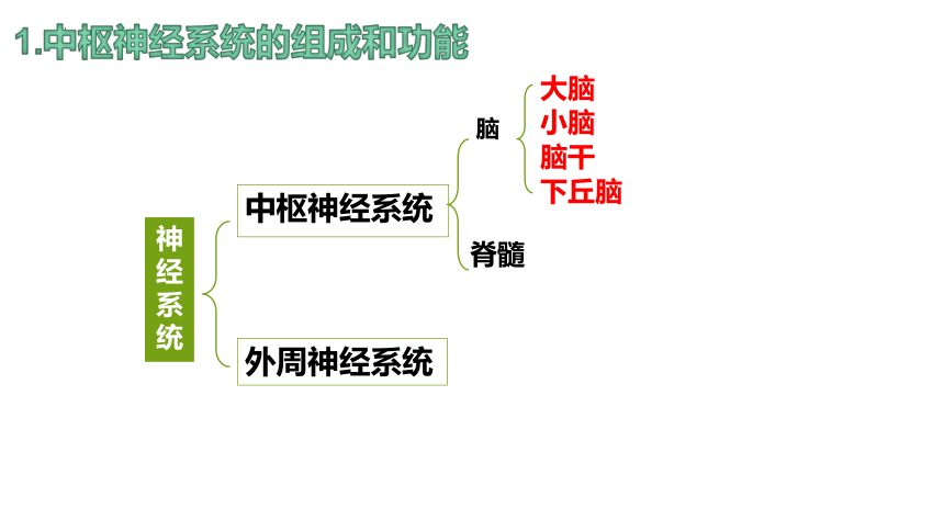 2.1神经调节的结构基础课件(共28张PPT)-人教版（2019）选择性必修1