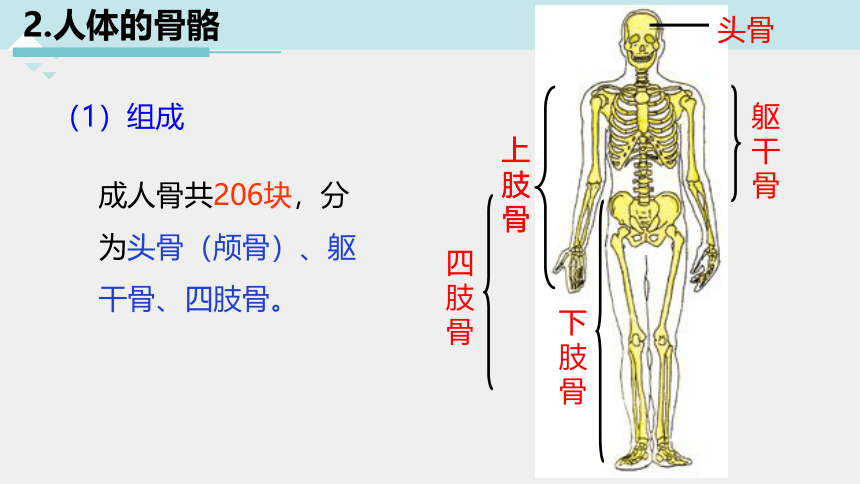 3.5人体的运动系统和保健 —2023-2024学年浙教版科学九年级下册（课件 37张ppt）