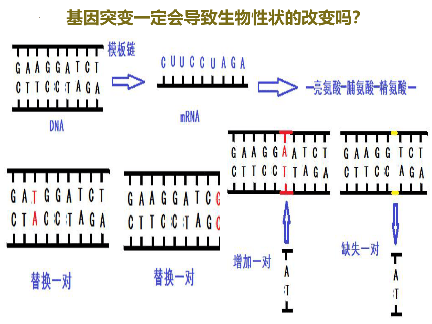 5.1基因突变和基因重组课件-(共48张PPT)人教版必修二