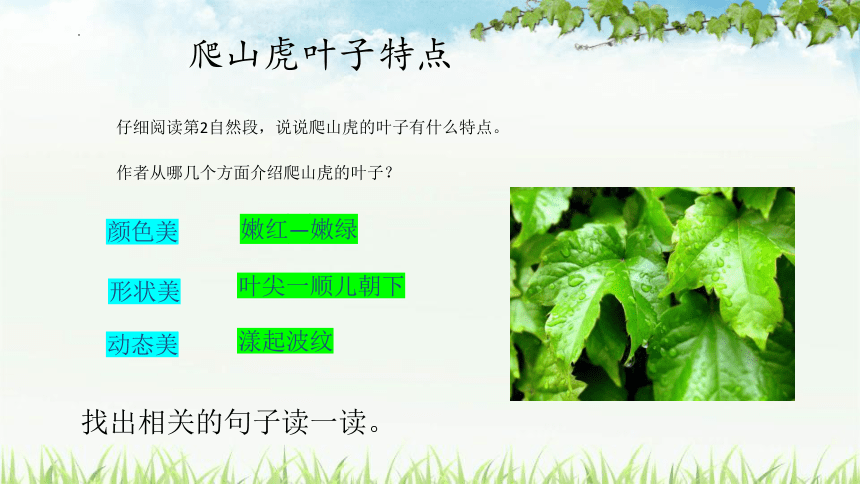 10爬山虎的脚   课件(共48张PPT)