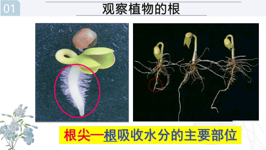 3.5.3 吸收作用-【易备课】2023-2024学年七年级生物上册同步教学课件（北师大版）(共32张PPT)