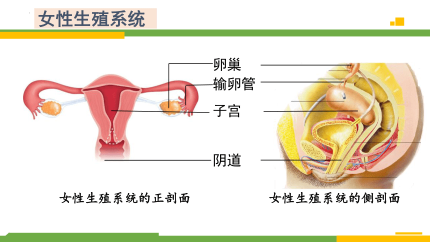 4.3.1 婴儿的诞生-2023-2024学年八年级生物上册同步精品课堂（济南版）(共25张PPT)