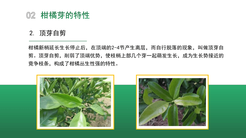 4.1.2柑橘的生长特性 课件(共16张PPT)-《果树生产技术》同步教学（中国农业出版社）